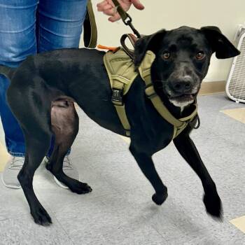 Rescue Labrador Retriever and Mixed Breed Dogs for Adoption in Warrensburg, Missouri - Fang | PetCurious