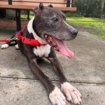 Lara -  Mixed Breed Dog for Adoption in West Palm Beach, Florida - Lara | PetCurious
