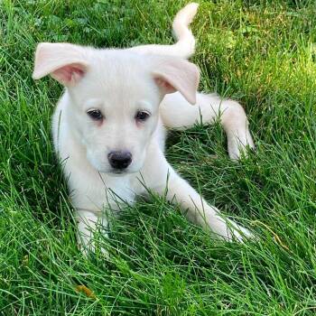 Teeka -  Labrador Retriever and German Shepherd Dog Dog for Adoption in St. Thomas, Ontario - Teeka | PetCurious