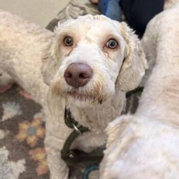 Captain Crunch -  Poodle and Mixed Breed Dog for Adoption in Marshall, Virginia - Captain Crunch | PetCurious