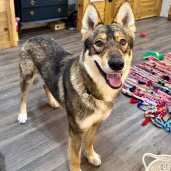 German Shepherd Dog and Husky Dogs Available for Adoption in Friendswood, Texas - Smiley Wiley The Hugging Smile Machine | PetCurious
