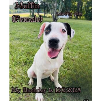 Muffin, Oreo, Peanut (courtesy post) -  Labrador Retriever and Pit Bull Terrier Dog for Adoption in Clarksville, Virginia - Muffin, Oreo, Peanut (courtesy Post) | PetCurious