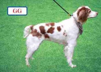 Rescue Brittany Spaniel Dogs for Adoption in Fort Worth, Texas - G G | PetCurious
