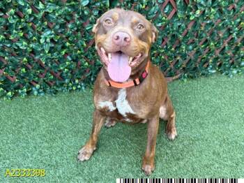 COFFEE BEAN -  Mixed Breed Dog Available for Adoption in West Palm Beach, Florida - COFFEE BEAN | PetCurious