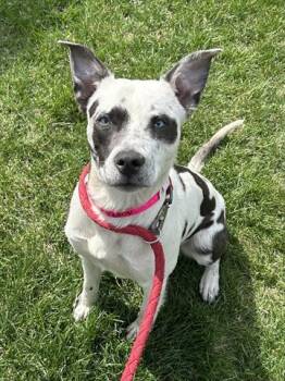 Pit Bull Terrier and Mastiff Dogs Available for Adoption in Dayton, Ohio - BELLA | PetCurious