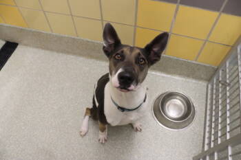 Rescue Shepherd Dogs for Adoption in Houston, Texas - Sadie | PetCurious