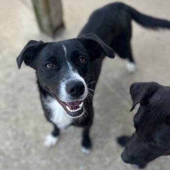 Mixed Breed Dogs Available for Adoption in Brownsboro, Alabama - Lizzie | PetCurious