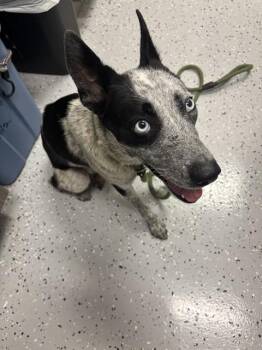 WYSTERIA -  Australian Cattle Dog Blue Heeler and Mixed Breed Dog for Adoption in Forney, Texas - WYSTERIA | PetCurious