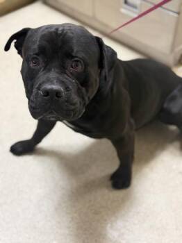 CAPTAIN -  Pit Bull Terrier Dog for Adoption in Riverside, California - CAPTAIN | PetCurious