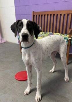 **SNOOPY** -  Labrador Retriever and Dalmatian Dog for Adoption in North Prairie, Wisconsin - **SNOOPY** | PetCurious