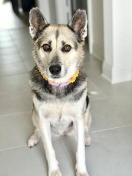 Ms. Rachel -  Husky Dog for Adoption in New York, New York - Ms. Rachel | PetCurious