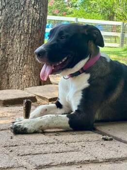 Chrome -  Labrador Retriever Dog for Adoption in Joshua, Texas - Chrome | PetCurious