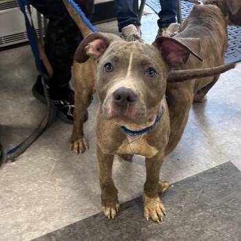 Mixed Breed Dogs Available for Adoption in Philadelphia, Pennsylvania - Meric | PetCurious