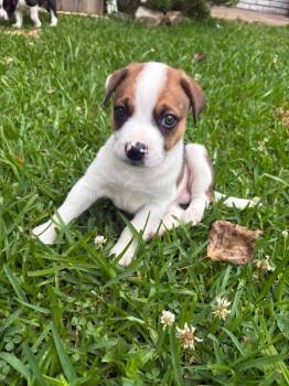 Edmund -  Mixed Breed Dog Available for Adoption in Taycheedah, Wisconsin - Edmund | PetCurious