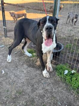Valery -  Great Dane Dog for Adoption in Bullard, Texas - Valery | PetCurious