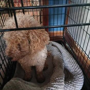 Betty D12784 -  Miniature Poodle Dog for Adoption - Betty D12784 | PetCurious