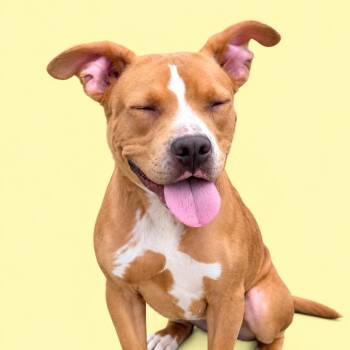 Clementine -  Pit Bull Terrier and Mixed Breed Dog for Adoption in Concord, North Carolina - Clementine | PetCurious