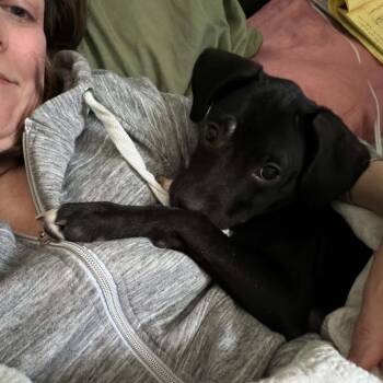 Mixed Breed Dogs Available for Adoption in West Olive, Michigan - Wasabi | PetCurious