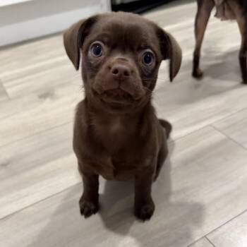 Krissie -  Mixed Breed and Chihuahua Dog for Adoption in Venice, Florida - Krissie | PetCurious