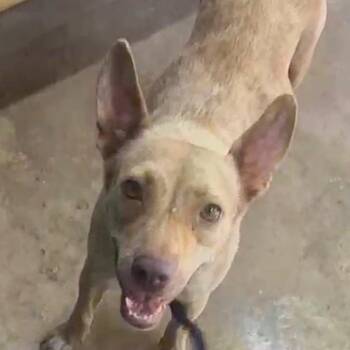 Carmella (20260716-04) -  Mixed Breed Dog for Adoption in Niagara Falls, Ontario - Carmella (20260716-04) | PetCurious