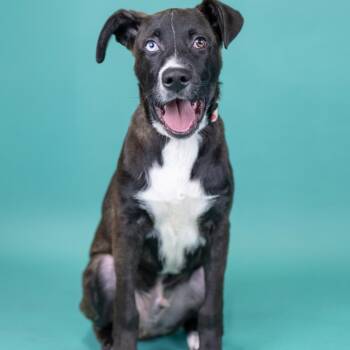 Mixed Breed Dogs Available for Adoption in Portland, Oregon - Balto | PetCurious