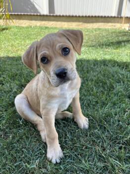 Beagle and Labrador Retriever Dogs Available for Adoption - Nelson | PetCurious