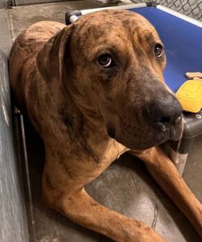 Rescue Cane Corso and Mixed Breed Dogs for Adoption in Saint Clairsville, Ohio - Queenie | PetCurious