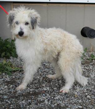 Rescue Poodle and Mixed Breed Dogs for Adoption in Vacaville, California - Burlington | PetCurious