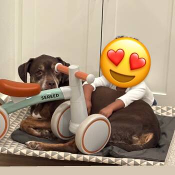 Rescue Boxer and Mixed Breed Dogs for Adoption in Little Rock, Arkansas - Samson | PetCurious