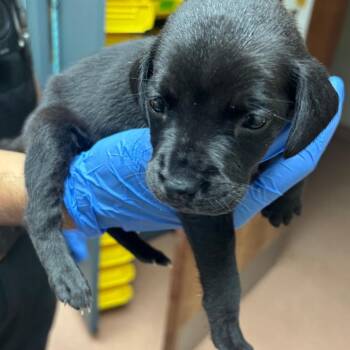 Moon 6286 -  Mixed Breed Dog for Adoption in Columbus, Georgia - Moon 6286 | PetCurious