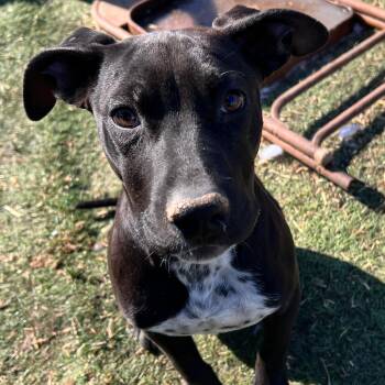 LB -  Black Labrador Retriever Dog for Adoption in Andover, Massachusetts - LB | PetCurious