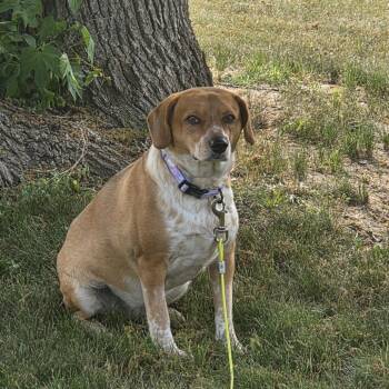 Raya D11404 -  Beagle Dog for Adoption - Raya D11404 | PetCurious