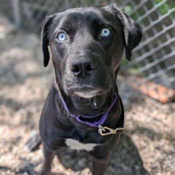 Mixed Breed Dogs Available for Adoption in West Olive, Michigan - Bella | PetCurious