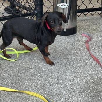 Dachshund Dogs Available for Adoption in Jupiter, Florida - Pirate | PetCurious