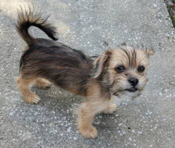 Yorkshire Terrier and Shih Tzu Dogs Available for Adoption in Alafaya, Florida - Sunny | PetCurious
