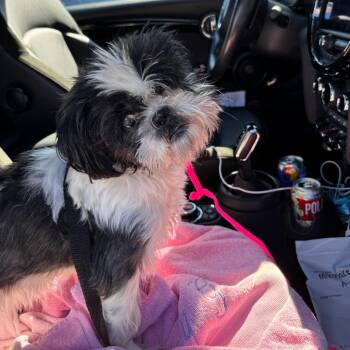 STRAWBERRY SUNSHINE -  Shih Tzu Dog for Adoption in Waterford, New Jersey - STRAWBERRY SUNSHINE | PetCurious