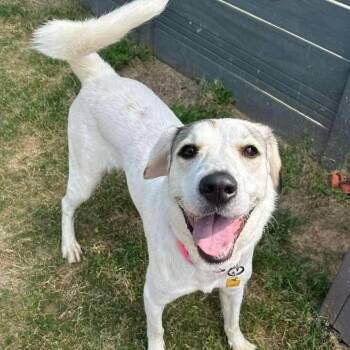 Labrador Retriever Dogs Available for Adoption in Wando, South Carolina - Kiyah | PetCurious
