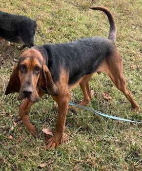 Rescue Bloodhound Dogs for Adoption in Fries, Virginia - Rue | PetCurious