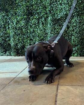 61793974 -  American Staffordshire Terrier and Mixed Breed Dog for Adoption in El Paso, Texas - 61793974 | PetCurious