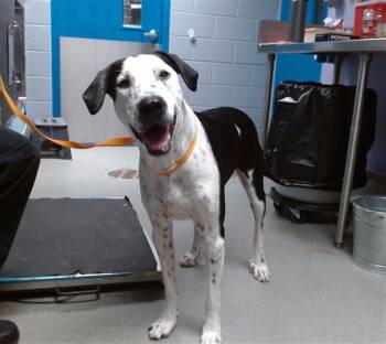 Rescue Treeing Walker Coonhound and Mixed Breed Dogs for Adoption in Albuquerque, New Mexico - COPPER | PetCurious