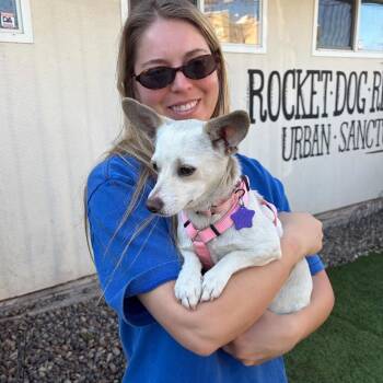 Mixed Breed and Chihuahua Dogs Available for Adoption - Celeste | PetCurious