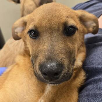 Red -  Wirehaired Terrier and Black Mouth Cur Dog for Adoption in Lake Panasoffkee, Florida - Red | PetCurious