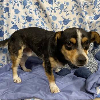 A612108 -  Chihuahua Dog for Adoption in Modesto, California - A612108 | PetCurious
