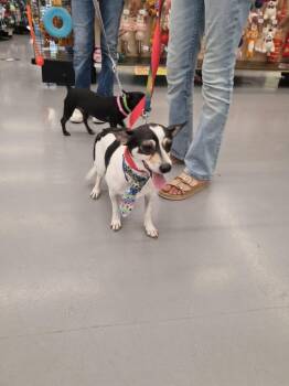 Dash -  Miniature Pinscher Dog for Adoption in Gig Harbor, Washington - Dash | PetCurious