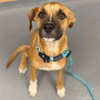 Baby -  Mixed Breed Dog for Adoption in Sarasota, Florida - Baby | PetCurious