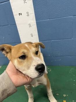 Rescue Carolina Dog and Mixed Breed Dogs for Adoption in Seneca, South Carolina - Yosemite Sam | PetCurious