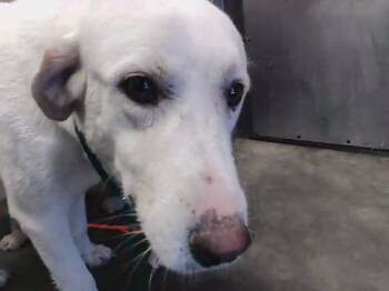 PU -  Great Pyrenees Dog for Adoption in Tulsa, Oklahoma - PU | PetCurious