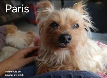 Yorkshire Terrier Dogs Available for Adoption - Paris | PetCurious