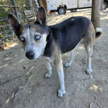 SASHA -  Siberian Husky and Mixed Breed Dog for Adoption in Long Beach, California - SASHA | PetCurious