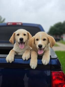 Labrador Retriever Dogs Available for Adoption in Dallas, Texas - The Tropical Boys: Mango | PetCurious